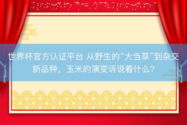 世界杯官方认证平台 从野生的“大刍草”到杂交新品种，玉米的演变诉说着什么？
